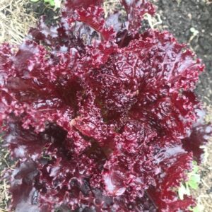 WhatsApp Image 2024-07-07 at 3.59.20 PM (2)