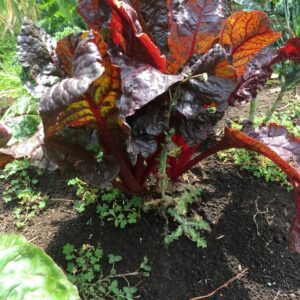 WhatsApp Image 2024-07-23 at 9.15.14 AM