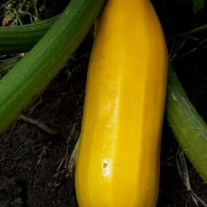 WhatsApp Image 2024-07-23 at 9.15.16 AM