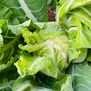 WhatsApp Image 2024-07-23 at 9.57.25 AM (1)