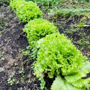 WhatsApp Image 2024-07-23 at 9.57.25 AM