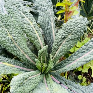 WhatsApp Image 2024-07-23 at 9.57.27 AM (1)