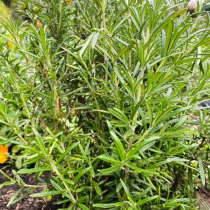 WhatsApp Image 2024-07-23 at 9.57.27 AM