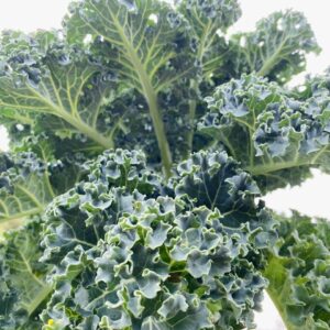 WhatsApp Image 2024-07-23 at 9.57.28 AM