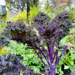 WhatsApp Image 2024-07-23 at 9.57.29 AM (1)