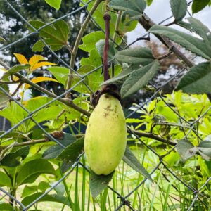 WhatsApp Image 2024-07-23 at 9.57.29 AM