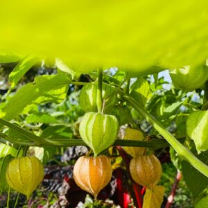 WhatsApp Image 2024-07-23 at 9.57.30 AM