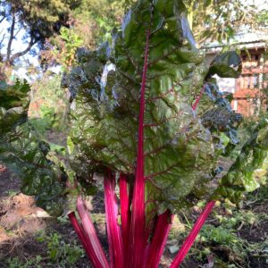 WhatsApp Image 2024-07-23 at 9.57.31 AM (1)