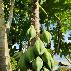 WhatsApp Image 2024-07-23 at 9.57.31 AM