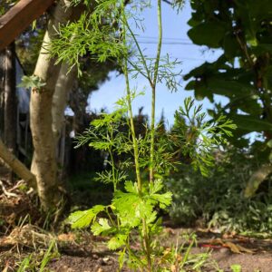 WhatsApp Image 2024-07-23 at 9.57.32 AM